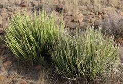 Kleinia longiflora