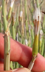 Kleinia longiflora