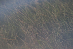 Zosteraceae