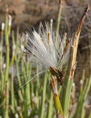 Kleinia longiflora