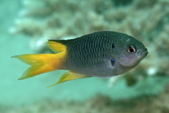 Neopomacentrus azysron