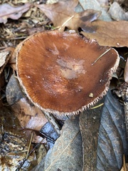 Armillaria sinapina