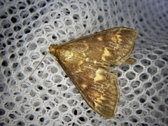 Ostrinia scapulalis