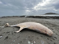 Grampus griseus