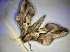 Phyllosphingia dissimilis