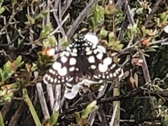 Periscepta polysticta