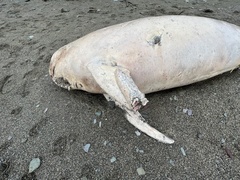 Grampus griseus