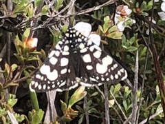Periscepta polysticta