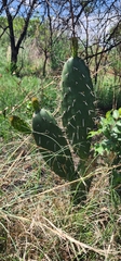 Opuntia engelmannii