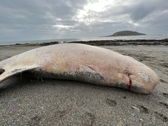 Grampus griseus
