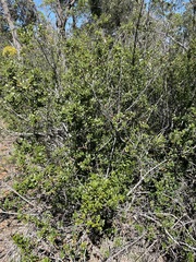 Alyxia buxifolia