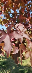 Liquidambar styraciflua