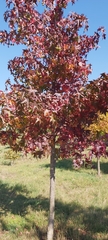 Liquidambar styraciflua