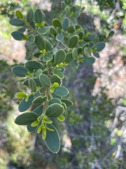 Alyxia buxifolia