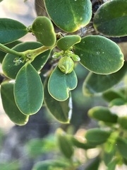 Alyxia buxifolia