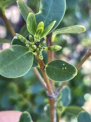 Alyxia buxifolia