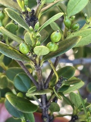 Alyxia buxifolia