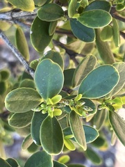 Alyxia buxifolia