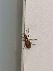 Charagmus gressorius