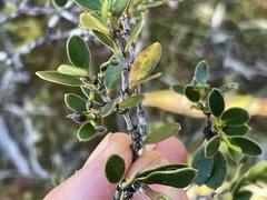 Alyxia buxifolia
