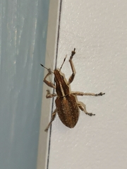 Charagmus gressorius