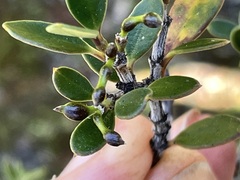 Alyxia buxifolia