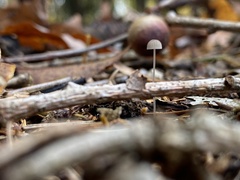 Mycena filopes