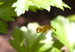 Arachnura scorpionoides