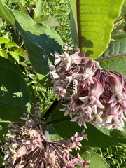 Bembix americana spinolae