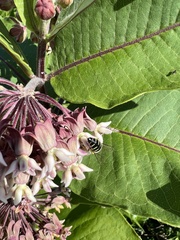 Bembix americana spinolae