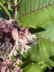 Bembix americana spinolae