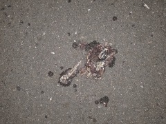 Eutropis multifasciata