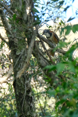 Pterorhinus pectoralis