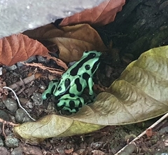 Dendrobates auratus