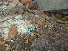 Dendrobates auratus
