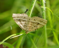 Chrysolarentia subrectaria