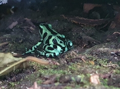 Dendrobates auratus