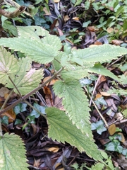 Urtica galeopsifolia