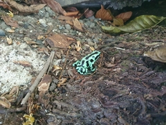 Dendrobates auratus