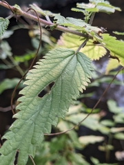 Urtica galeopsifolia