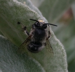 Anthophora