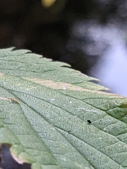 Urtica galeopsifolia
