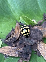 Cheilomenes sulphurea