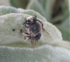 Anthophora