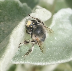 Anthophora