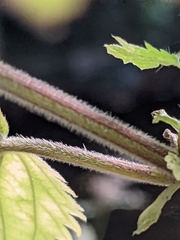 Urtica galeopsifolia