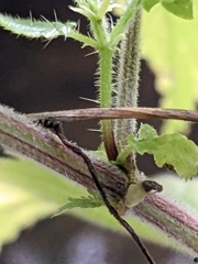 Urtica galeopsifolia