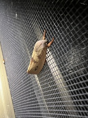 Cryptophasa rubescens