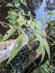 Urtica galeopsifolia