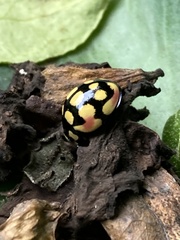 Cheilomenes sulphurea